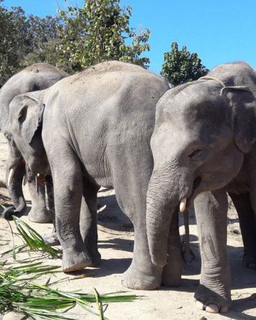 Chiang-Mai_Elephant-Sanctuary_©Easia_01_preview